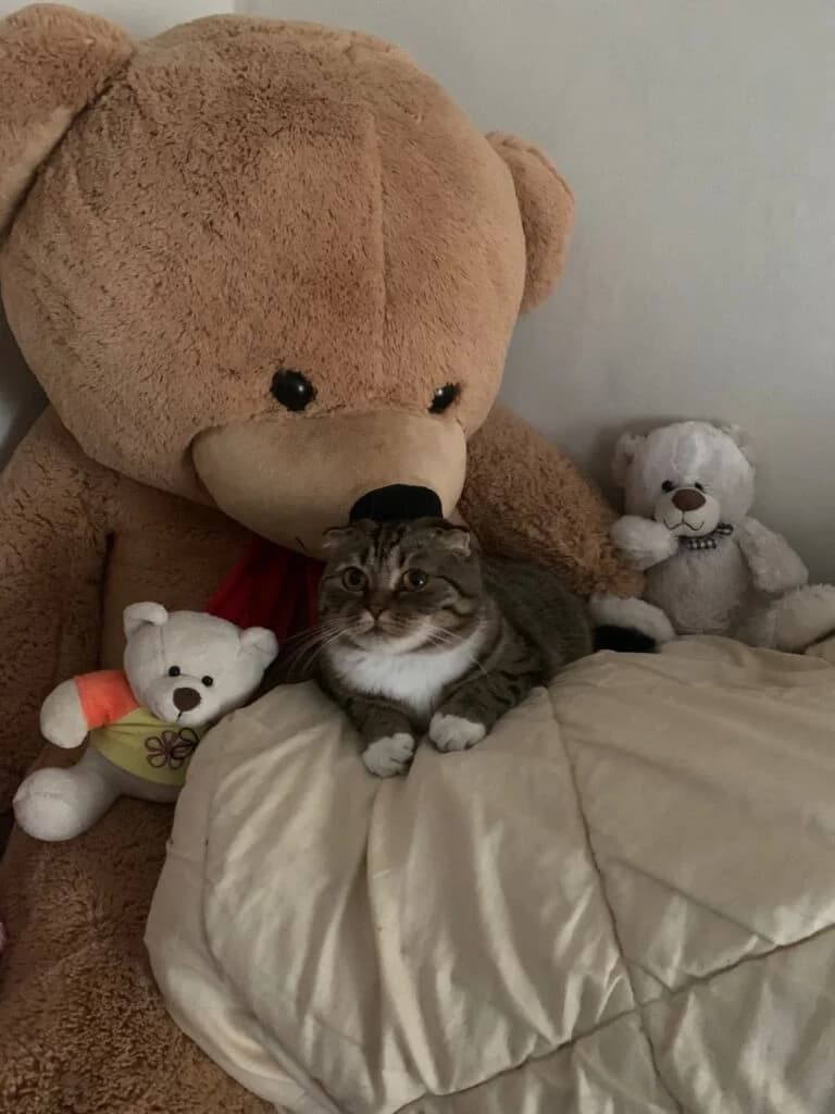 I gatti che abbiamo adottato